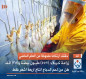 حققت ارتفاعا ملحوظا عن العام الماضي.. زراعة كربلاء: (٥٥٧) مليون بيضة و(٣٥) الف طن من لحم الدجاج انتاج اربعة اشهر فقط