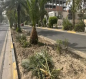 مرصد بيئي: أمانة بغداد ترتكب "كارثة بيئية" بقطع الأشجار المعمّرة